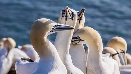 “示威者凌晨冲进小区”，中国公民在印尼目睹示威游行，讲述撤离过程