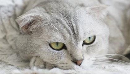 时隔7年再次来华！当着中方的面，得罪特朗普的莫迪，有一事相求