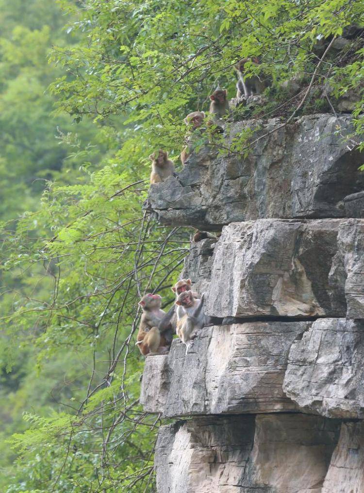 重庆巫山：小三峡猕猴添新丁