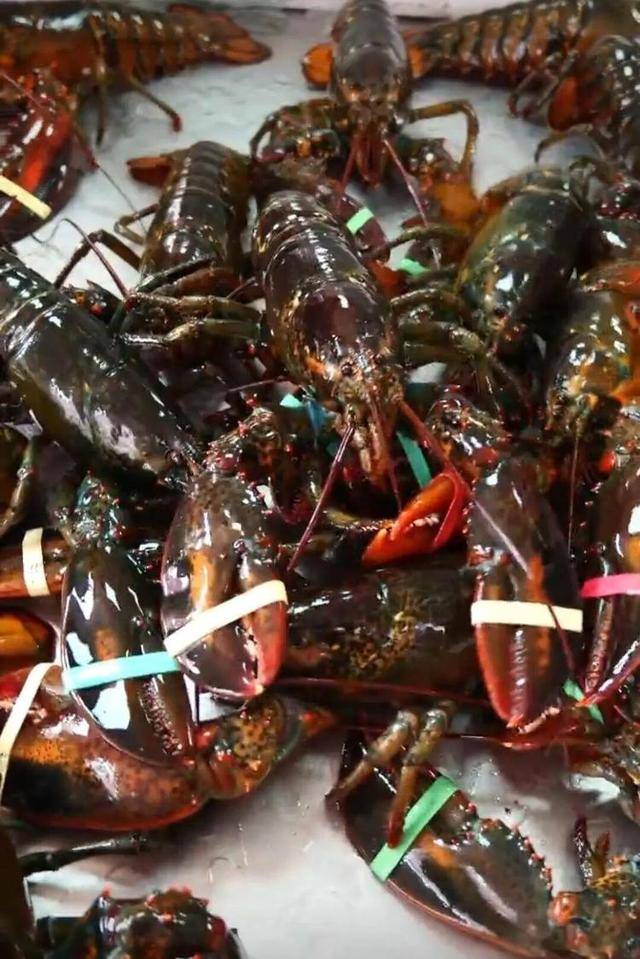 一天20元餐费能吃到龙虾、鲍鱼、海参……河南一幼儿园餐食走红，网友称堪比星级酒店