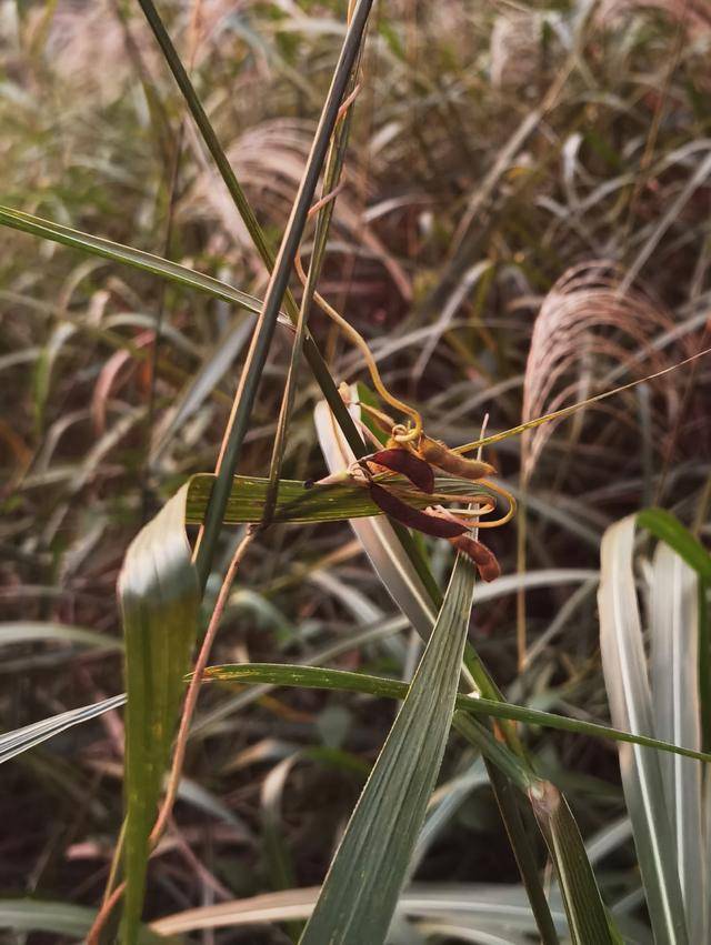 青岛再添野生大豆踪迹！南辛安河公园现群落生长，专家提醒“价值珍贵需保护”