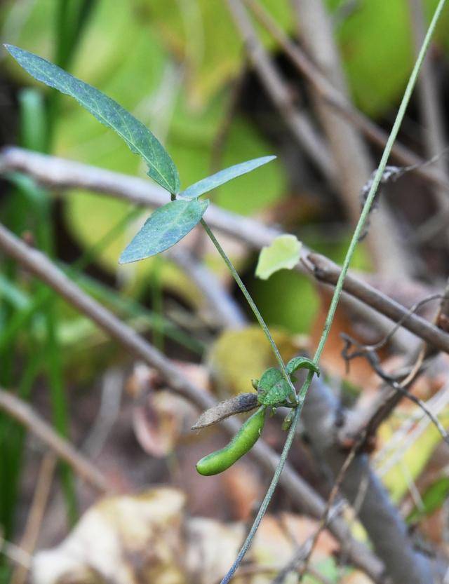 青岛再添野生大豆踪迹！南辛安河公园现群落生长，专家提醒“价值珍贵需保护”