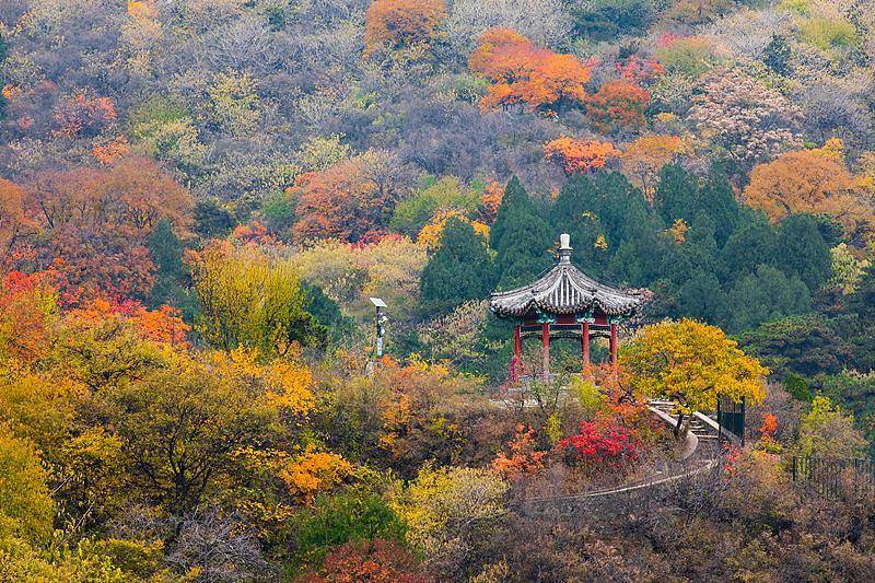 霜降已到，全国红叶上线中！这些“出片宝地”藏不住了
