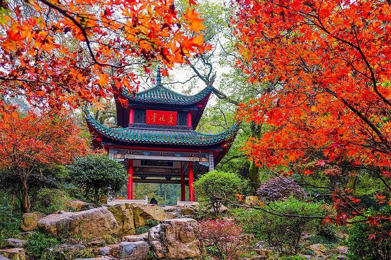 霜降已到，全国红叶上线中！这些“出片宝地”藏不住了