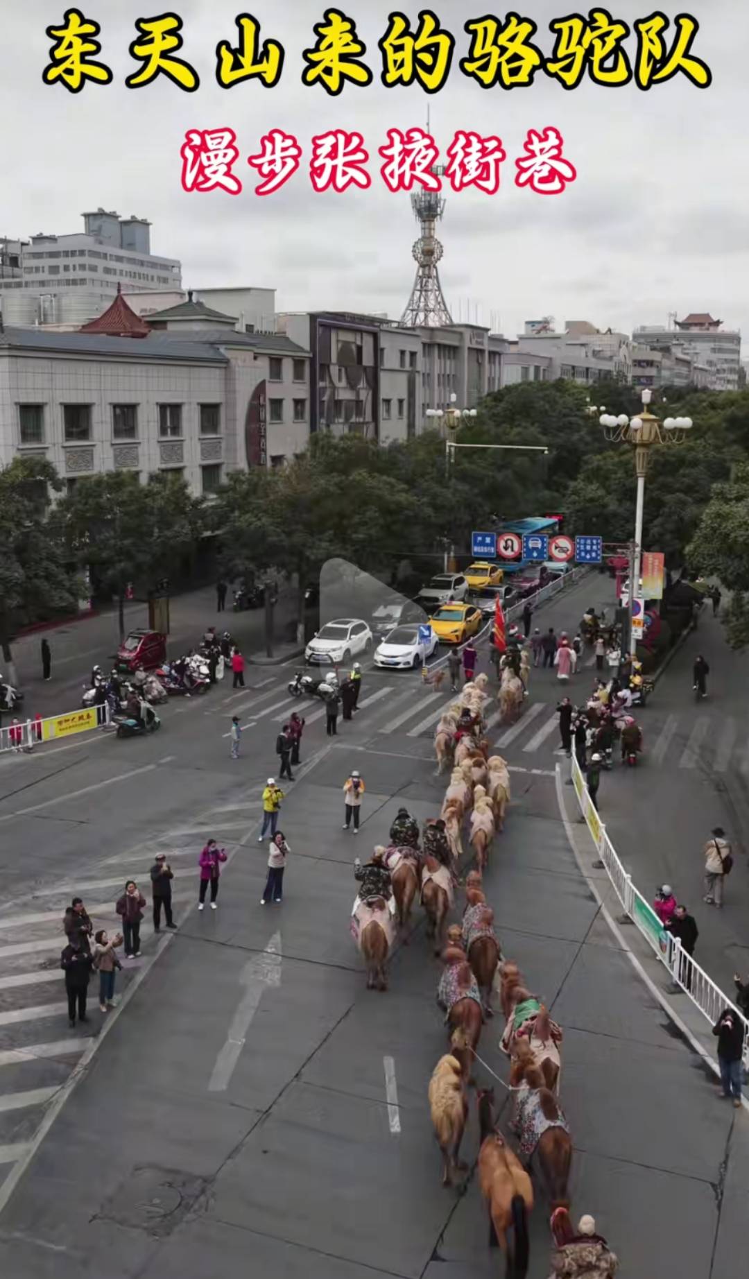 新疆20多人骑骆驼去洛阳,领队曾是当地网红文旅局长,已走60多天,曾遇12级大风