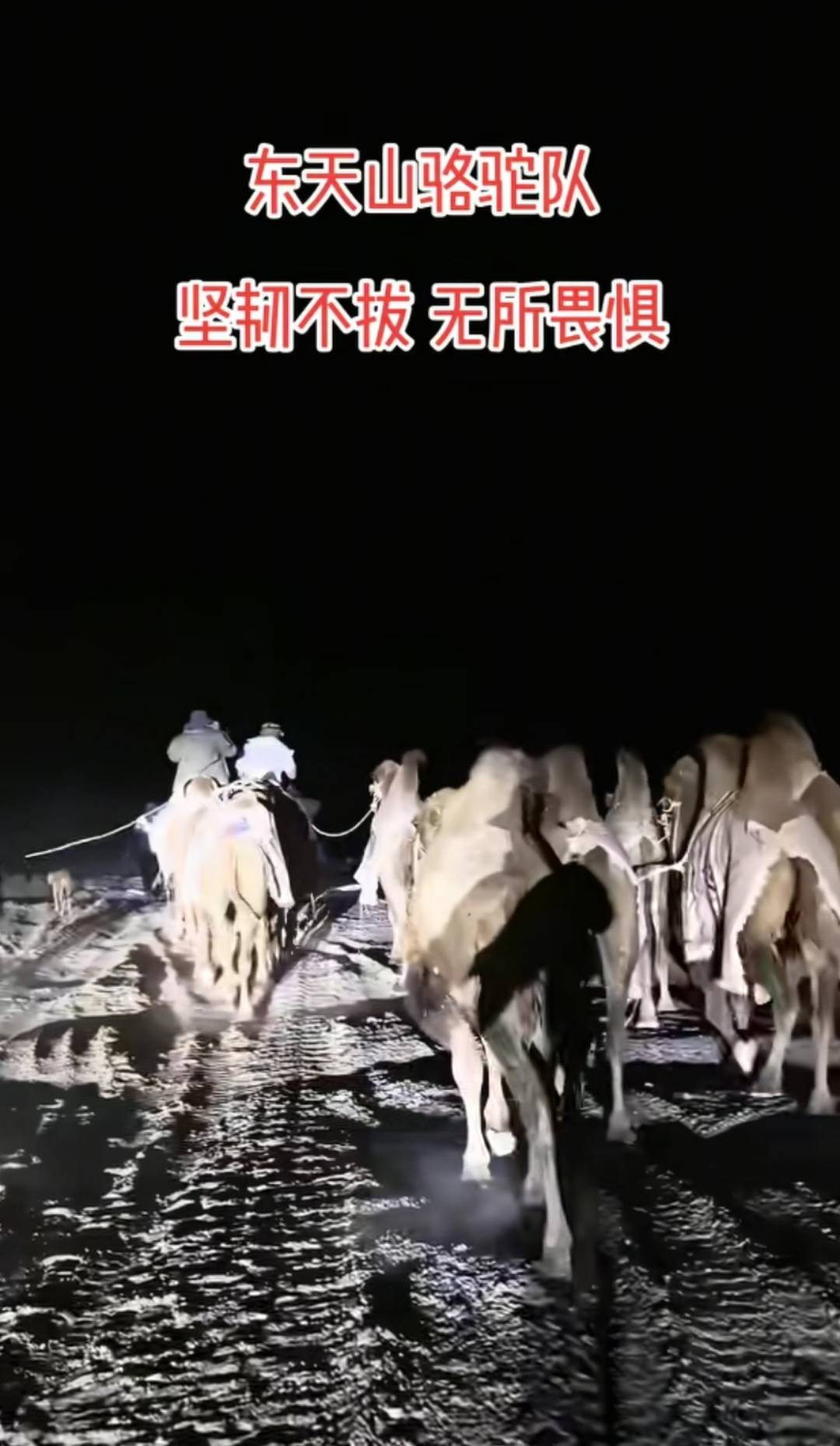 新疆20多人骑骆驼去洛阳,领队曾是当地网红文旅局长,已走60多天,曾遇12级大风