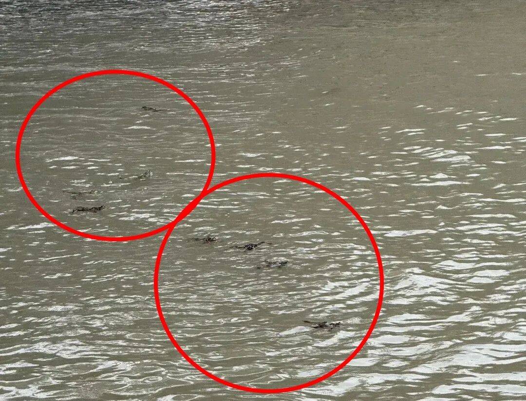 事发苏州河！又有人干这事，画面引人不适！上海明确禁止，危害极大，严重可追究刑责