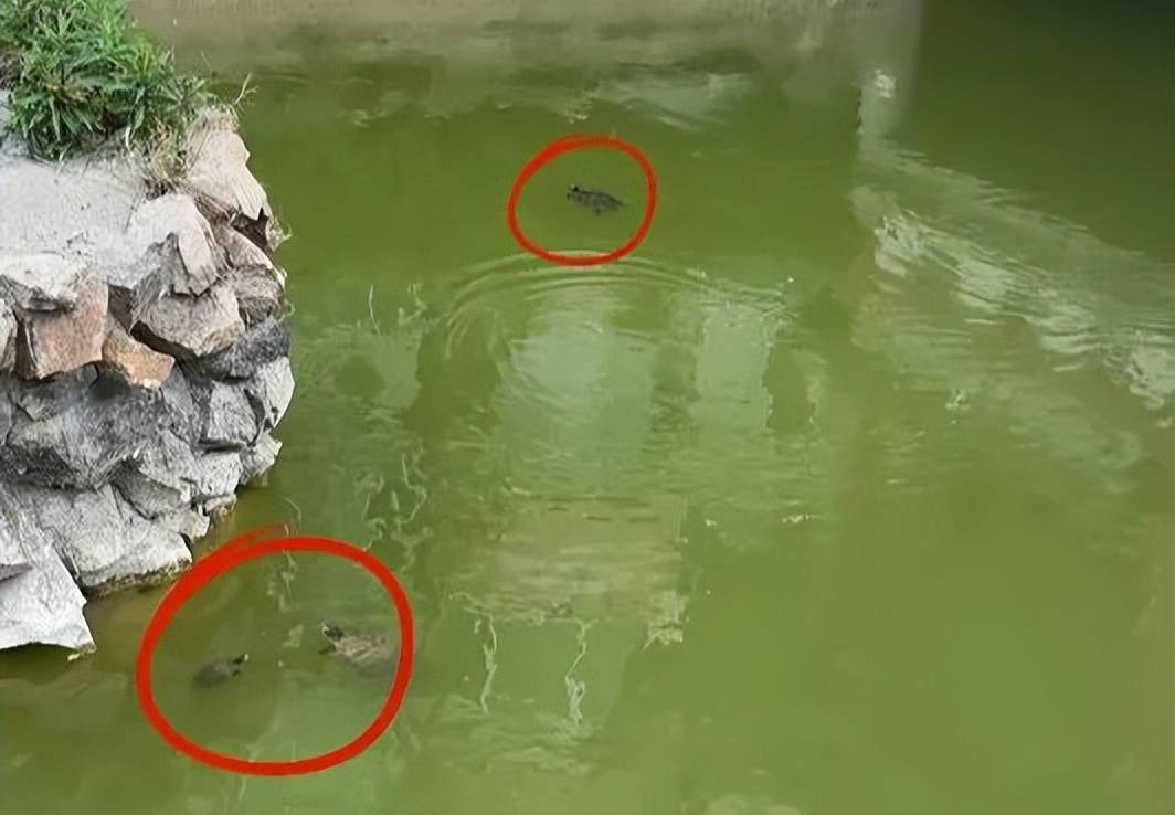 事发苏州河！又有人干这事，画面引人不适！上海明确禁止，危害极大，严重可追究刑责