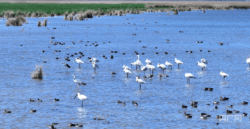 行进的海岸线|从巡护车到“AI眼” 世界自然遗产南大港湿地的生态守护