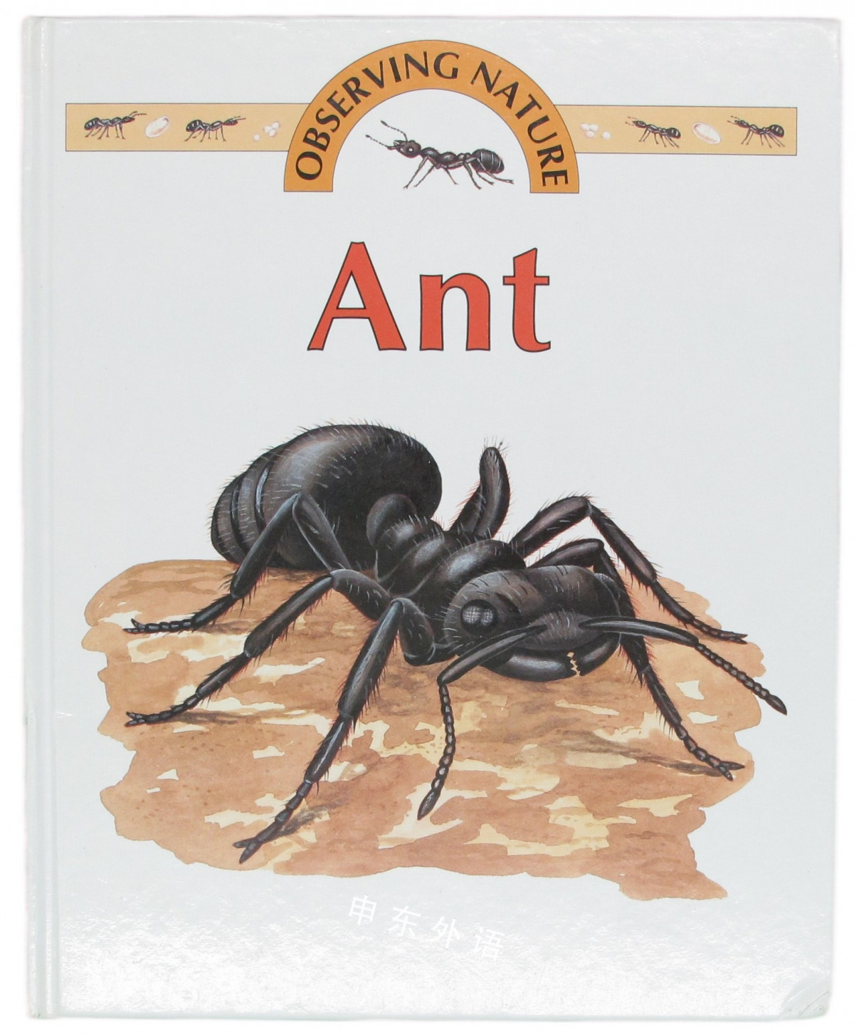 ant外汇(ant外汇平台)