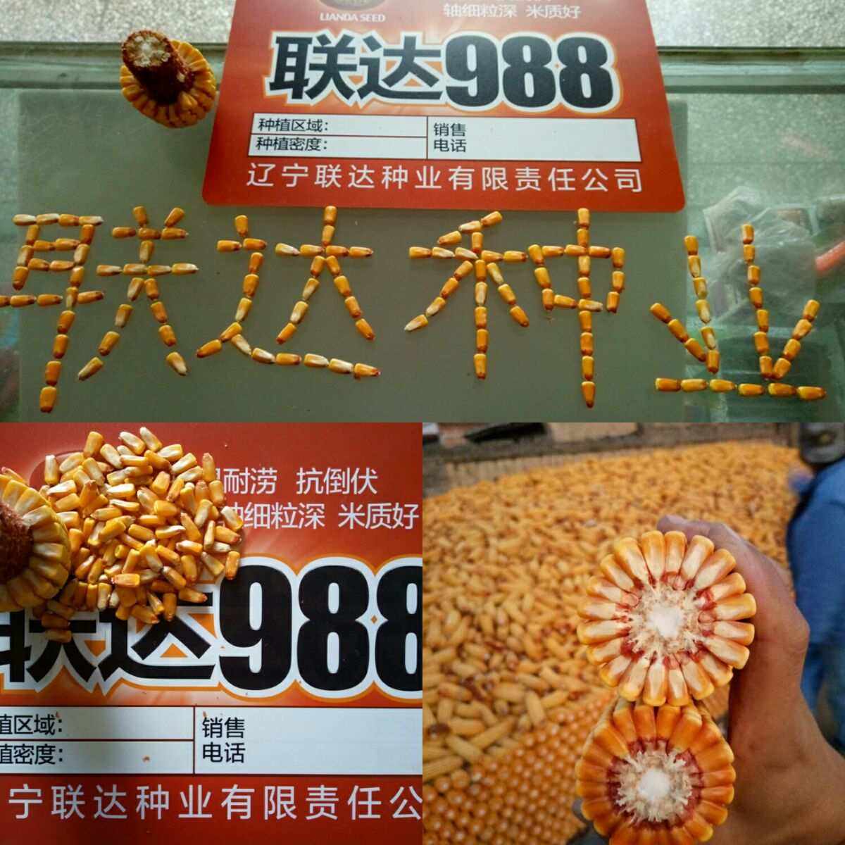 联达外汇(外联达人是什么意思)