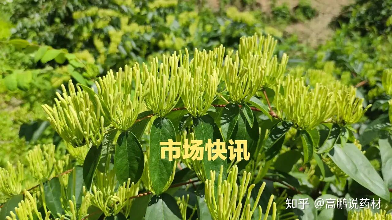 高鹏外汇(高朋外汇为什么不能出金)